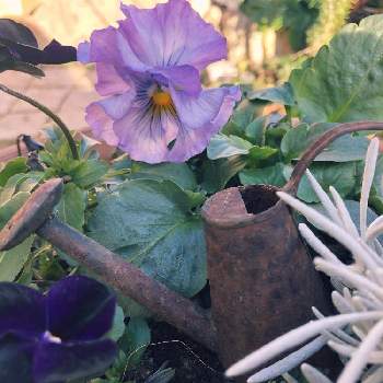 ヘリクリサム シルバースノーの投稿画像一覧 Greensnap グリーンスナップ