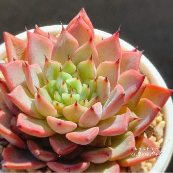 ギルバの薔薇の投稿画像一覧 Greensnap グリーンスナップ