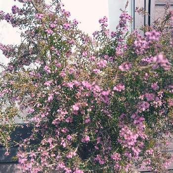 エリカ  ピンクの画像 by ドライフラワーさん | 小さな庭とピンク色と植物とエリカ  ピンクと鉢植えと可愛いとやさしい❤と宿根・多年草