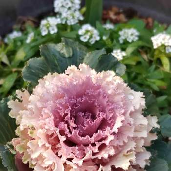 冬のひだまりの投稿画像一覧 Greensnap グリーンスナップ