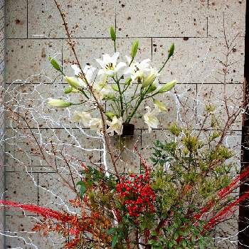 withグリーンの画像 by siestaさん | 南天(なんてん)と松 まつとユリと白い花と赤い実とお花見散歩とwithグリーン
