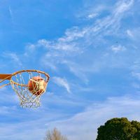 イチョウ,クスノキの画像