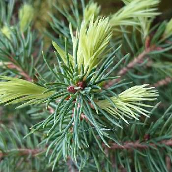 Picea abies,寒さに負けない,クリスマスツリー,オランダ,新年の画像