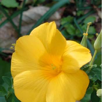 雲南月光花の投稿画像一覧 Greensnap グリーンスナップ 雲南月光花の投稿画像一覧 Greensnap グリーンスナップ