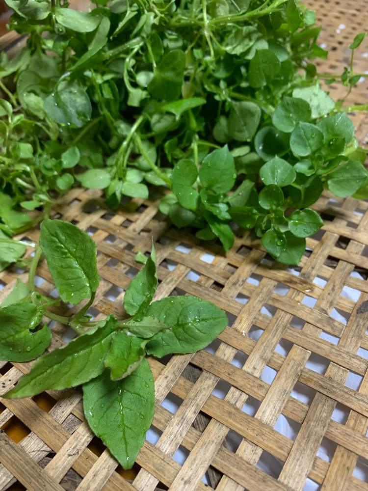 ハコベを美味しく食したい 下ごしらえの覚えがき Greensnap グリーンスナップ
