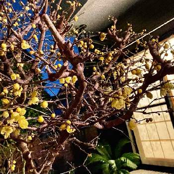 よい香りの画像 by kikuchixさん | 小さな庭と蝋梅とロウバイと蝋梅の花と冬の花とよい香りと四大香木と夜の庭と雪中四友