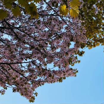 桜の木の画像 by Thymusさん | お出かけ先と桜の木と想い出と感謝✨と函館と暮らしの木