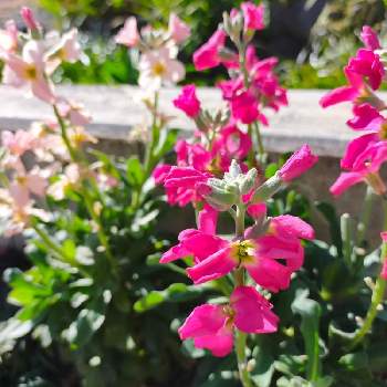 一重ストックの画像 by ちけさん | 小さな庭と一重咲きストックと一重ストックと植物のある暮らしとおうち園芸と癒しの花と花のある暮らしと花が好き