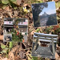 タンポポ,蒲公英（たんぽぽ）,Wonderful JAPAN,城郭・天守閣,ぶらり兵庫県の画像