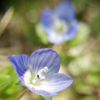 満点の ブルーなお花 アート 写真