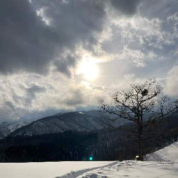 ヤドリギの画像 by miyacoさん | お出かけ先とヤドリギと雪景色と山風景と栂池高原スキー場と雲仲間