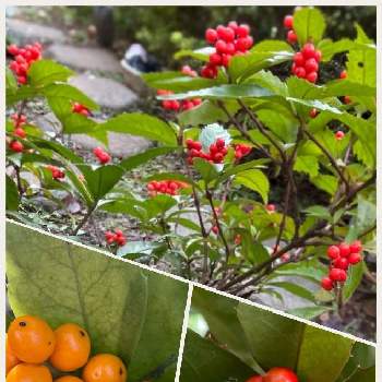 黄色い実の画像 by 梨風さん | 千両と黄色い実と今日のお花とちっちゃいものクラブと我が家の庭と赤い実と縁起木