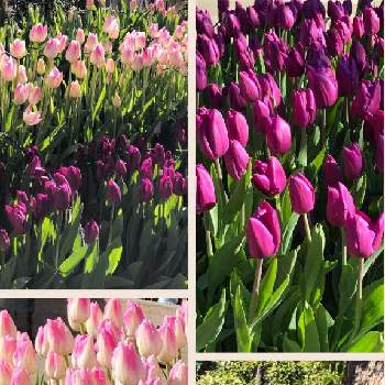 初詣の画像 by ゆーゆさん | お出かけ先とアイスチューリップと初詣とGSに感謝。とキュンキュン♡と春が来たと好きな色❤と2022年早春を彩る花草木と乙女ピンクとピンクワールドへ ようこそ