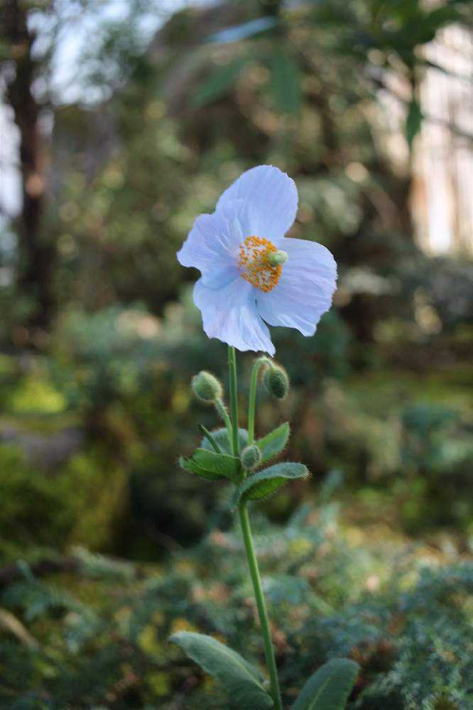 花ちょう遊館（高山植物館）2022-1｜🍀GreenSnap（グリーンスナップ）