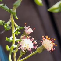 ドルフィンネックレス,ドルフィンネックレスの花,多肉植物,多肉初心者,カット苗の画像