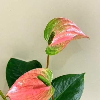 アンスリウム アンドレアナムの投稿画像一覧 Greensnap グリーンスナップ