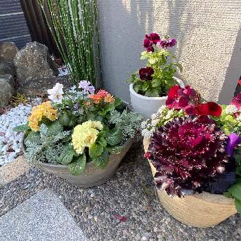 フリンジパンジー 赤い風車の投稿画像一覧 Greensnap グリーンスナップ