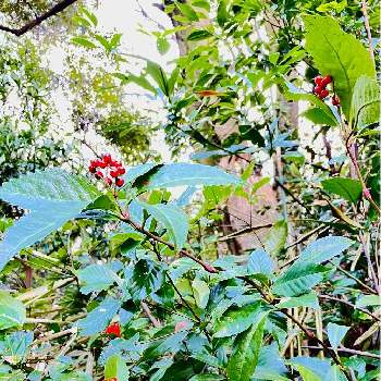 かわいい実の画像 by のんさん | 畑と千両とセンリョウと千両.と今日のお花と山の実と赤い実とセンリョウ＊とかわいい実