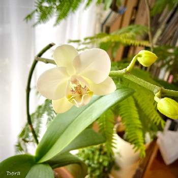 白い花が好きの画像 by Doraさん | 窓辺とアマビリスとおうち時間と白い花が好きと植物が好き♡と植中毒と胡蝶蘭ビギナーと胡蝶蘭が好き！と花のある暮らし