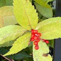 センリョウ,花壇,ガーデニング,庭木,山野草の画像