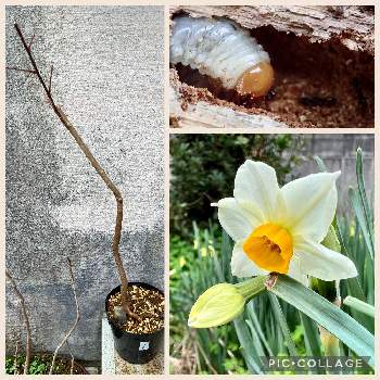 冬の季語の投稿画像一覧 Greensnap グリーンスナップ