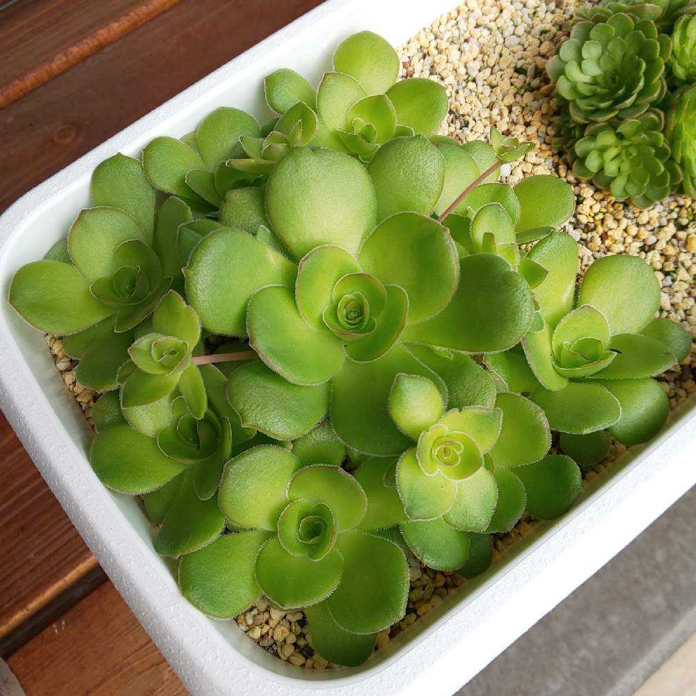 □[Y129]orbicularis オルビクラリス 実生苗【多肉植物 Commiphora