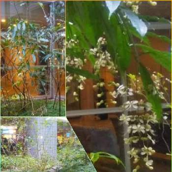 クラリンドウの画像 by hanahamaさん | クラリンドウとセラギネラレインボーファンとプレクトランサスとツワブキと感謝と祈りと花のある生活