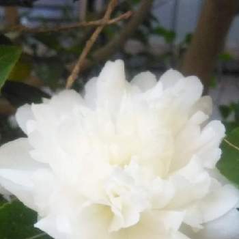 元気になーれの画像 by みちさん | お出かけ先と可愛いお花ときれいなお花とひとめぼれとコロナ消えろ！と白いお花と不思議な魅力と癒されて❤️と元気になーれとloveなお花