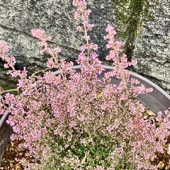 淡雪エリカの投稿画像一覧 Greensnap グリーンスナップ