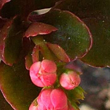 カランコエ カランディーバの投稿画像一覧 Greensnap グリーンスナップ