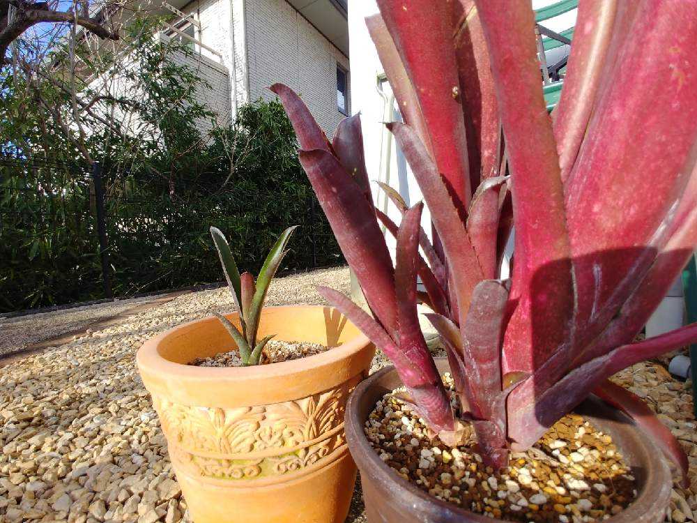 ビルベルギア 株分けのタイミング｜🍀GreenSnap（グリーンスナップ）