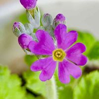 サクラソウの画像