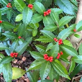 センリョウ科の投稿画像一覧 Greensnap グリーンスナップ