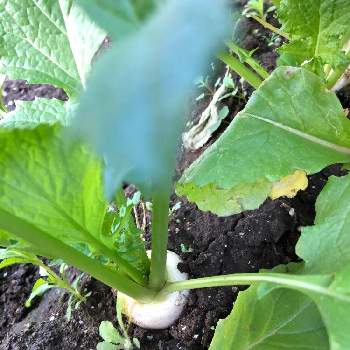 秋まき野菜の投稿画像一覧 Greensnap グリーンスナップ