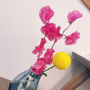 謎の花の投稿画像一覧 Greensnap グリーンスナップ