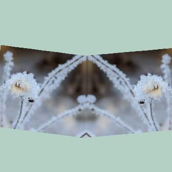 雪❄の画像 by 秋草さん | 広い庭とシュウメイギクとグリーンアクセサリー♪と綿毛✽と花壇の花✽と冬色✽とシュウメイギク✽と雪❄