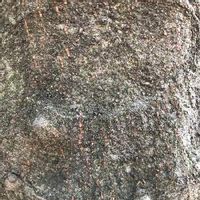 シラカシの樹皮,シラカシの画像