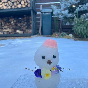 雪が降った～！の画像 by Half moon  さん | 小さな庭と季節を楽しむと雪景色と雪が降った～！と暮らしを楽しむと小さな庭♡と癒し…♡と花のある暮らしと可愛い♡と雪だるまと「パンジー&ビオラ」コンテスト