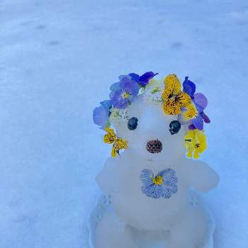 雪が降った～！の画像 by Half moon  さん | 小さな庭と季節を楽しむと雪景色と雪が降った～！と暮らしを楽しむと小さな庭♡と癒し…♡と花のある暮らしと可愛い♡と雪だるまと「パンジー&ビオラ」コンテスト