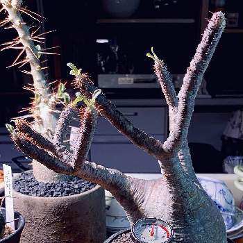パキポディウム・グラキリス,パキポディウム属,ベアルート,植物用LED,発根管理の画像
