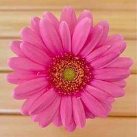 ガーベラの画像