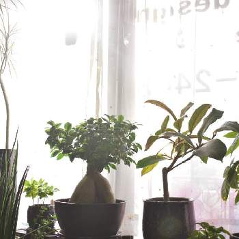 ザミオクルカスザミフォーリアの画像 by ROSSOさん | 窓辺とザミオクルカスザミフォーリアとウンベラータとパキラとガジュマルとフィカス・ベルベットとフィカス・テディベアとコーヒーの木とドラセナ・コンシンネ・レインボーとサンスベリア ファーンウッドと多肉植物とドライガーデンと福岡と観葉植物と窓辺の植物たちと美容室とユッカ属とロックガーデンと花壇とドラセナ属とクワズイモ★と多肉女子とフィカス属と西陽と ウンベラータとジャングル化計画とDIYとサンキャッチャー✨とシダ植物とウンベラータ♡︎ʾʾ