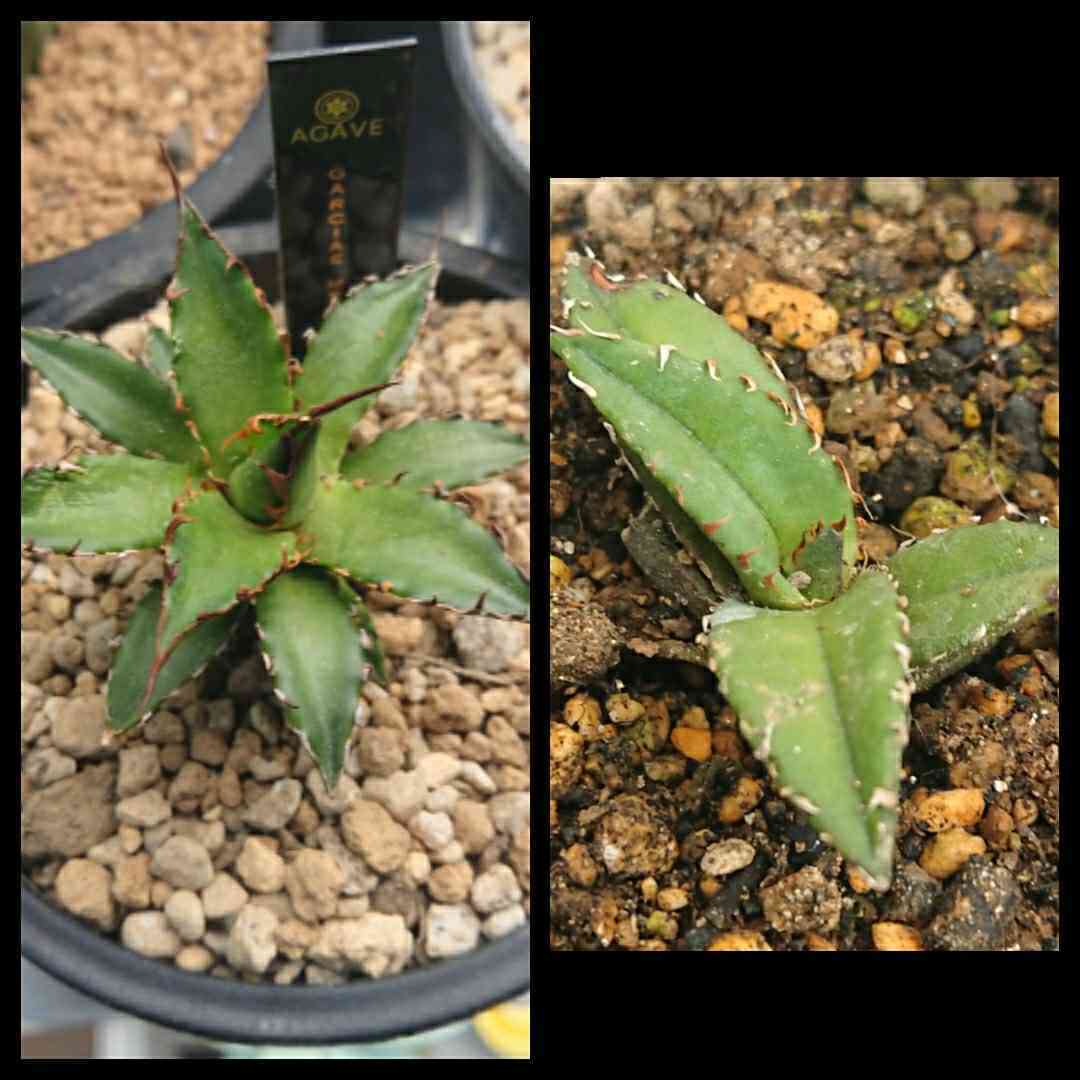 アガベ ガルシアメンドーサ A.チタノタブルー 2021年12月28日
