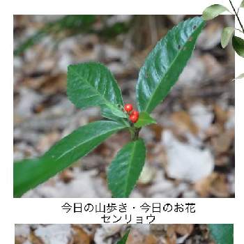 常緑小低木の投稿画像一覧 Greensnap グリーンスナップ