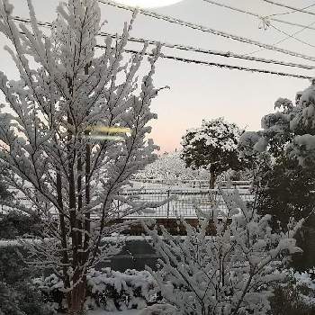 ヒメシャラの画像 by サルフレアさん | 小さな庭とライラック　ベトシーロスとヒメシャラと雪の朝