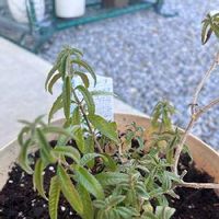 レモンバーベナの育て方 植え付けや植え替えの時期 挿し木の方法は Greensnap グリーンスナップ レモンバーベナの育て方 植え付けや植え替えの時期 挿し木の方法は Greensnap グリーンスナップ