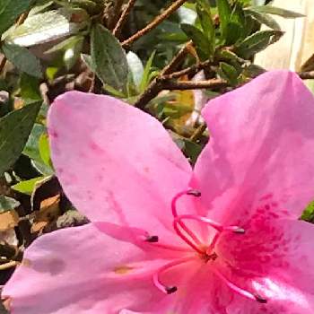 オオムラサキツツジの投稿画像一覧 Greensnap グリーンスナップ