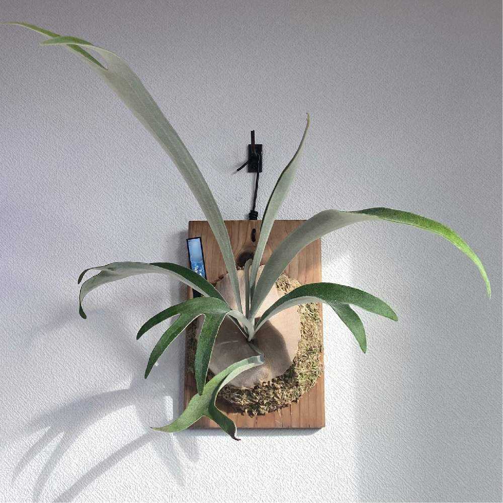 P. veitchii 'Auburn River' 成長記録 2024.8.20｜🍀GreenSnap