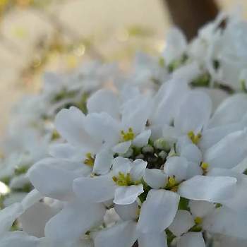 イベリス キャンディタフト の投稿画像一覧 Greensnap グリーンスナップ