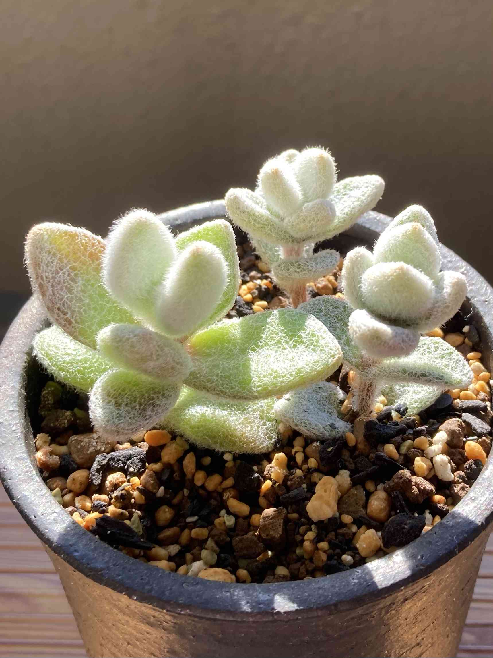 カランコエ 雪だるまの一覧｜🍀GreenSnap（グリーンスナップ）